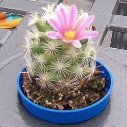 Mammillaria celsiana - Golden Pincushion - 5 Seed Pack - Image 2