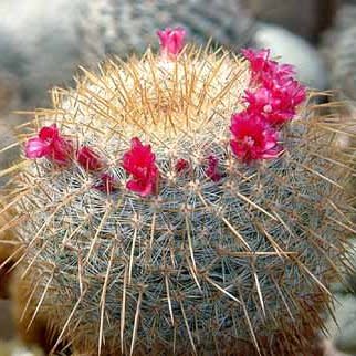 Mammillaria celsiana - Golden Pincushion - 5 Seed Pack - Image 5