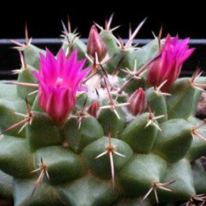 Mammillaria centricirrha - 5 Seed Pack