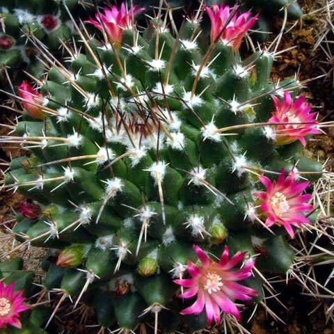 Mammillaria centricirrha - 5 Seed Pack - Image 2