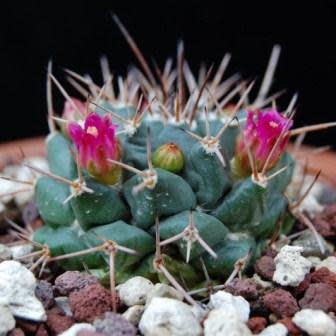 Mammillaria centricirrha - 5 Seed Pack - Image 3