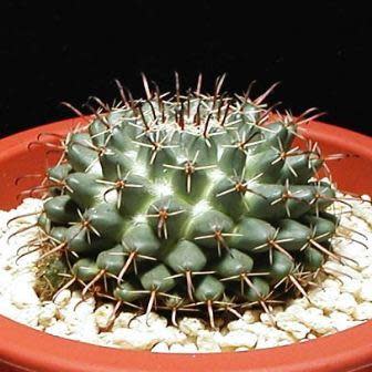 Mammillaria centricirrha - 5 Seed Pack - Image 4