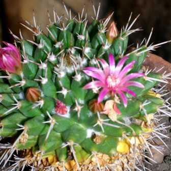 Mammillaria centricirrha - 5 Seed Pack - Image 5