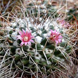 Mammillaria centricirrha - 5 Seed Pack - Image 7