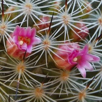 Mammillaria elegans - 5 Seed Pack - Image 2