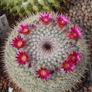 Mammillaria elegans - 5 Seed Pack - Image 3