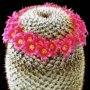 Mammillaria elegans - 5 Seed Pack - Image 5