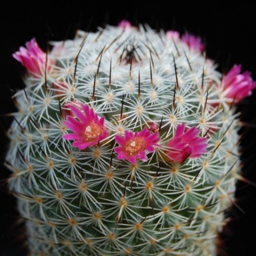 Mammillaria elegans - 5 Seed Pack - Image 6