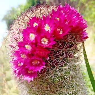 Mammillaria elegans - 5 Seed Pack - Image 7