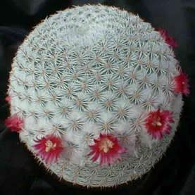 Mammillaria elegans - 5 Seed Pack - Image 9