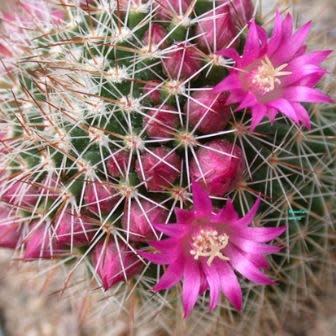 Mammillaria ernestii var. albispinus - 5 Seed Pack - Image 2