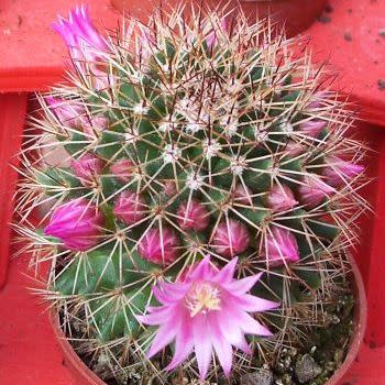 Mammillaria ernestii var. albispinus - 5 Seed Pack - Image 3