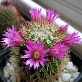 Mammillaria ernestii var. albispinus - 5 Seed Pack - Image 4