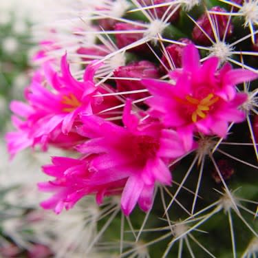 Mammillaria ernestii var. albispinus - 5 Seed Pack - Image 5