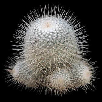 Mammillaria geminispina - Twin-spine Cactus - 5 Seed Pack