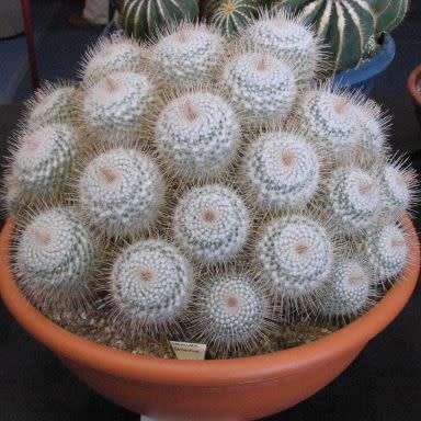 Mammillaria geminispina - Twin-spine Cactus - 5 Seed Pack - Image 2