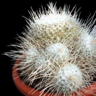 Mammillaria geminispina - Twin-spine Cactus - 5 Seed Pack - Image 3