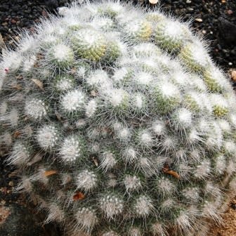 Mammillaria geminispina - Twin-spine Cactus - 5 Seed Pack - Image 4