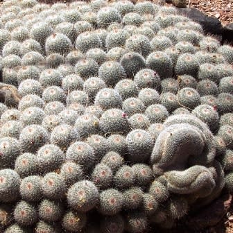 Mammillaria geminispina - Twin-spine Cactus - 5 Seed Pack - Image 5