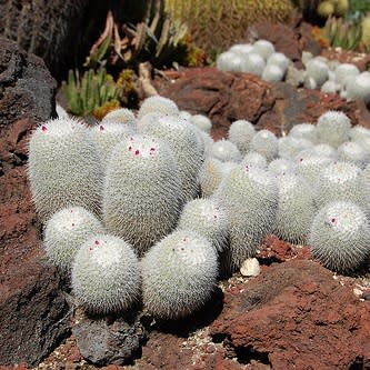 Mammillaria geminispina - Twin-spine Cactus - 5 Seed Pack - Image 6