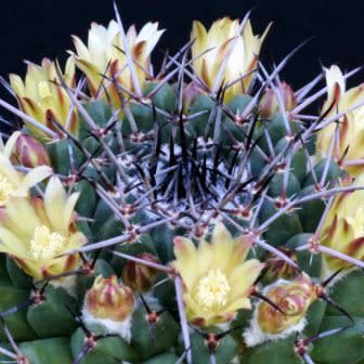 Mammillaria gigantea - Giant Nipple Cactus - 5 Seed Pack - Image 3