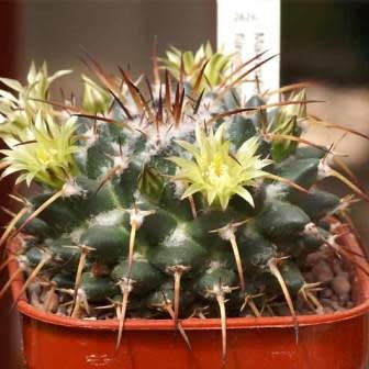 Mammillaria gigantea - Giant Nipple Cactus - 5 Seed Pack - Image 4