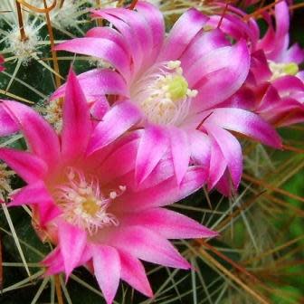 Mammillaria magnifica - Magnificent Nipple Cactus - 5 Seed Pack