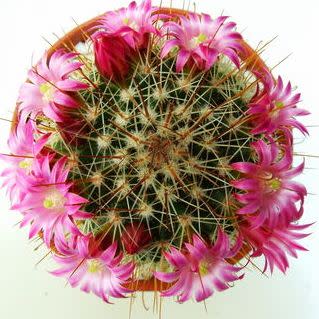 Mammillaria magnifica - Magnificent Nipple Cactus - 5 Seed Pack - Image 3