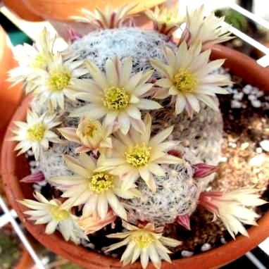 Mammillaria nana - 5 Seed Pack
