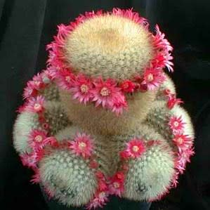 Mammillaria pilcayensis - Bristle Brush Cactus - 5 Seed Pack