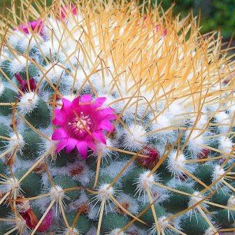 Mammillaria rhodantha - Rainbow Pincushion - 5 Seed Pack