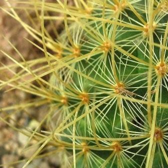 Mammillaria rhodantha - Rainbow Pincushion - 5 Seed Pack - Image 2