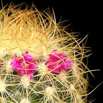Mammillaria rhodantha - Rainbow Pincushion - 5 Seed Pack - Image 4
