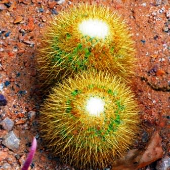 Mammillaria rhodantha - Rainbow Pincushion - 5 Seed Pack - Image 5