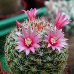 Mammillaria scheidweileriana - 5 Seed Pack