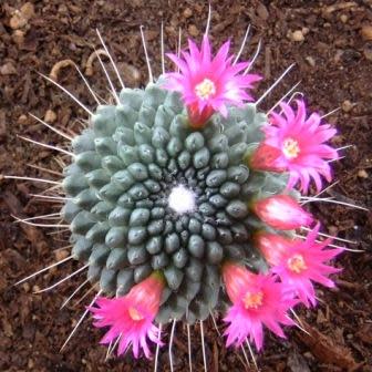 Mammillaria spinosissima - The Red-Headed Irishman - 5 Seed Pack - Image 2