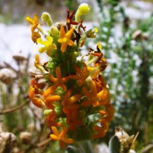 Manulea tomentosa - Woolly Manulea; Duine Vingertjies - 5 Seed Pack