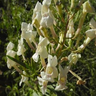 Manuleopsis dinteri - 5 Seed Pack