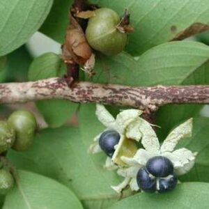 Margaritaria discoidea - Pheasant-berry, Egossa Red Pear , Bushveld Peacock-berry - 5 Seed Pack