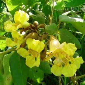 Markhamia obtusifolia - Golden Bell-Bean - 5 Seed Pack