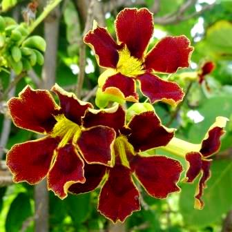 Markhamia zanzibarica - Bell bean Tree; Klokkiesboontjieboom - 5 Seed Pack