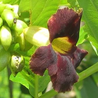 Markhamia zanzibarica - Bell bean Tree; Klokkiesboontjieboom - 5 Seed Pack - Image 3