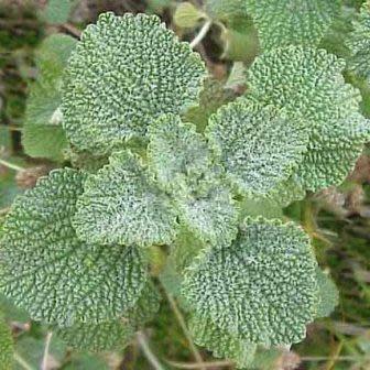 Marrubium vulgare - White Horehound - 5 Seed Pack
