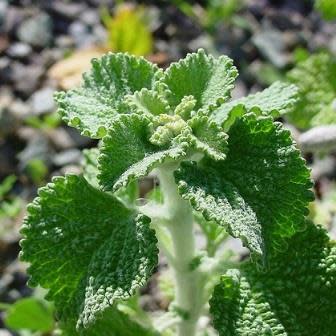 Marrubium vulgare - White Horehound - 5 Seed Pack - Image 2