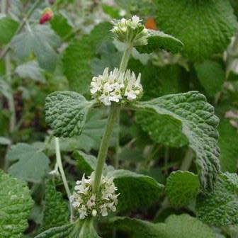 Marrubium vulgare - White Horehound - 5 Seed Pack - Image 3