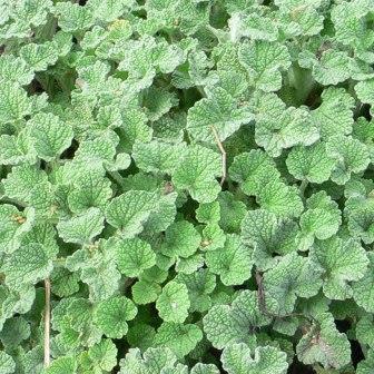 Marrubium vulgare - White Horehound - 5 Seed Pack - Image 4