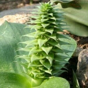 Massonia bifolia (Whiteheadia bifolia) - 5 Seed Pack