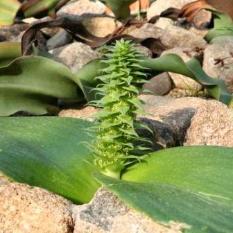 Massonia bifolia (Whiteheadia bifolia) - 5 Seed Pack - Image 2