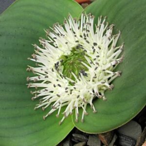 Massonia echinata - 10+ Seed Pack