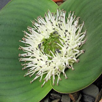Massonia echinata - 10+ Seed Pack
